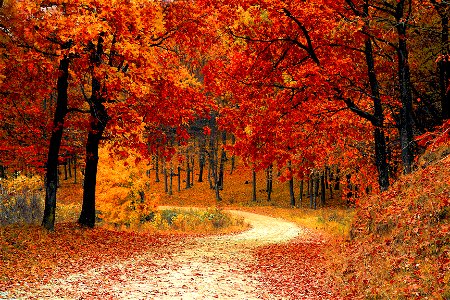 Autumn Forest photo