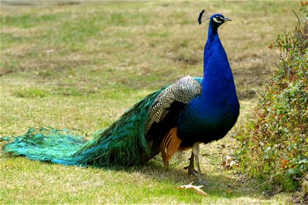 Peacock Peafowl