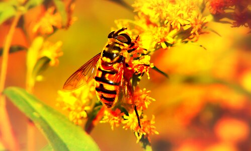Insect flower animals