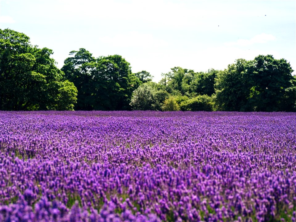 Mayfield Lavender photo