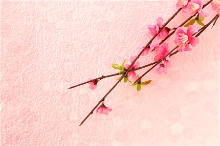 Plum Blossoms Background