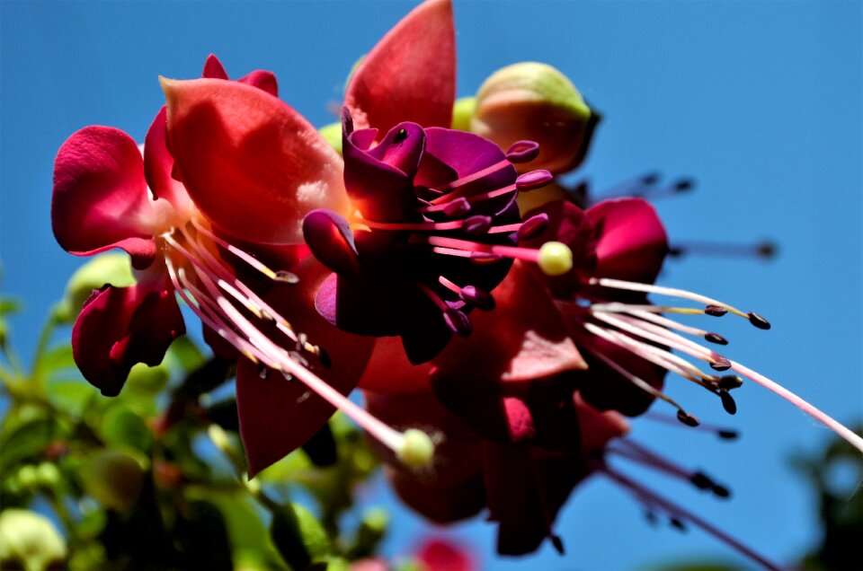 Fuchsia outdoor blossom photo