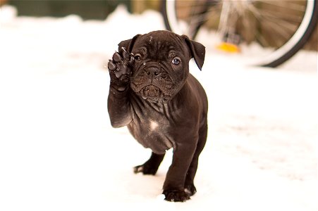 Bulldog Dog