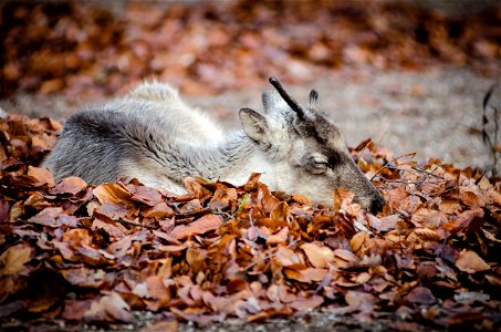 Reindeer Sleeping photo