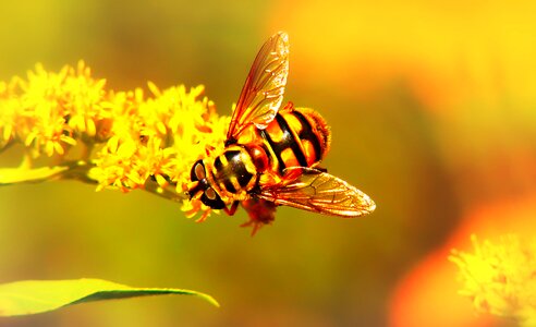 Insect flower animals
