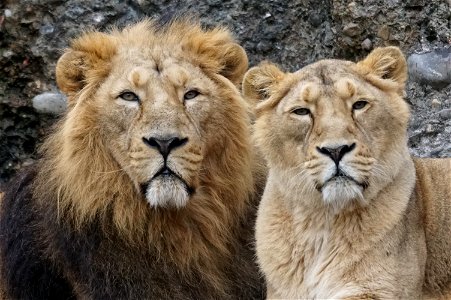 Lion Couple photo