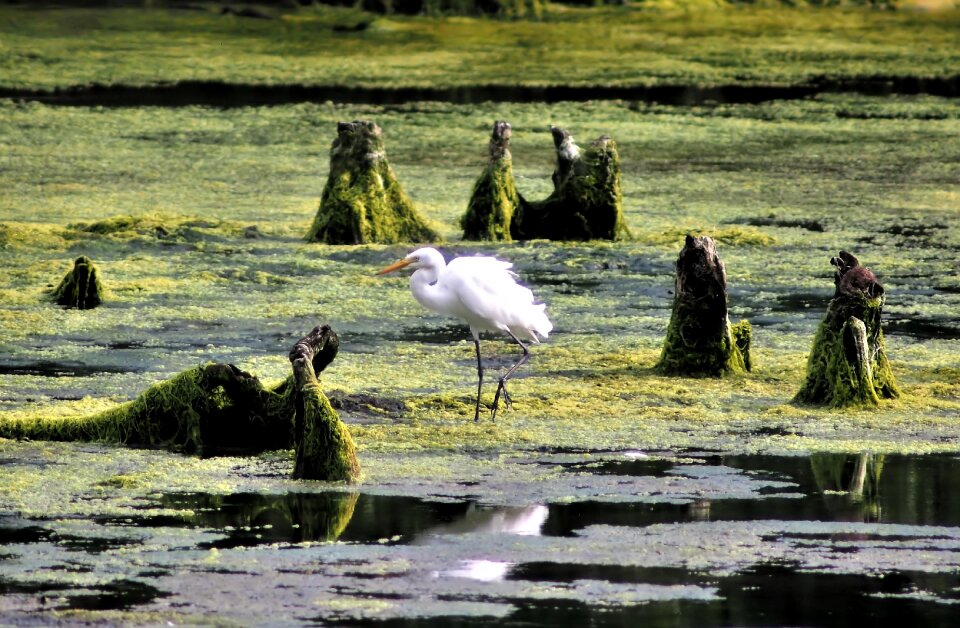 Animal wetland outdoors