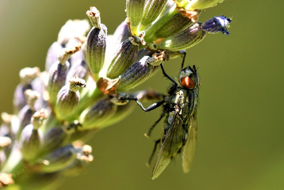 Nature macro flying