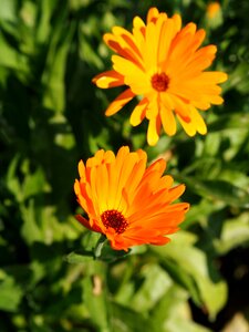 Bloom garden nature