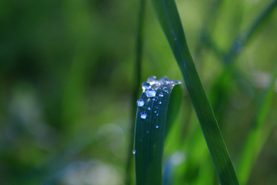 Morning color green