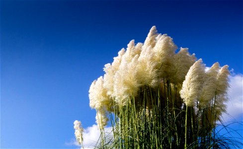 Pampas Grass