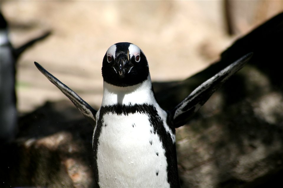 Humboldt Penguin