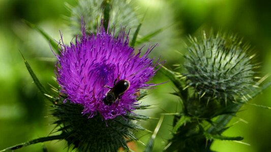 Landscape sting-thistle flower