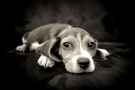 Beagle Dog photo