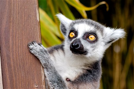 Ring Tailed Lemur photo