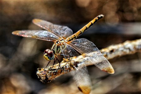 Dragonfly Insect