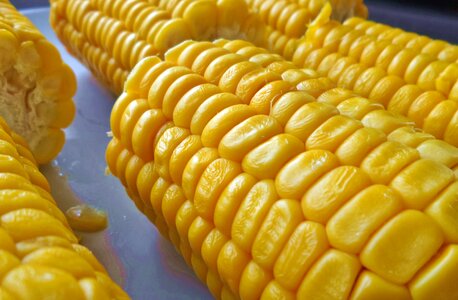Corn on the cob food yellow