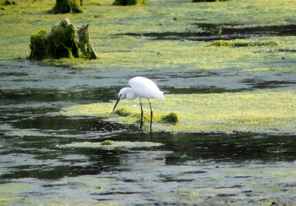 Wildlife nature natural