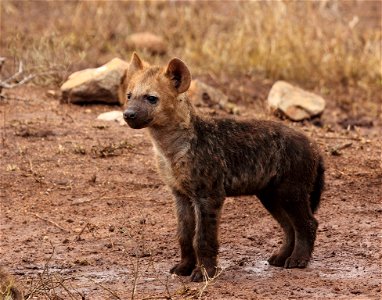 Hyena Puppy photo