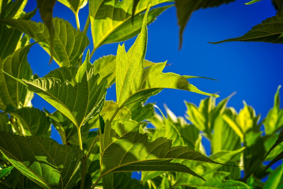 Nature plant summer