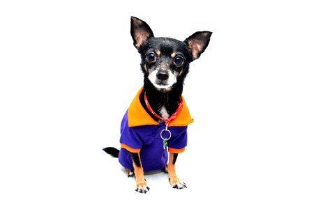 Chihuahua Dog photo