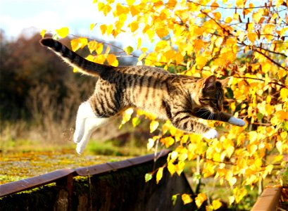 Cat Jump photo