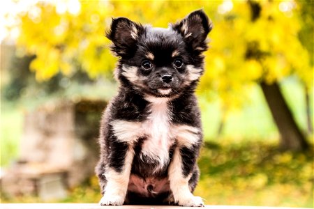 Chihuahua Puppy photo