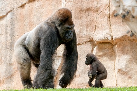 Gorilla Parent Child photo