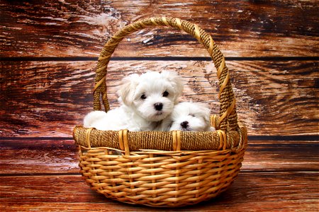 Maltese Puppy