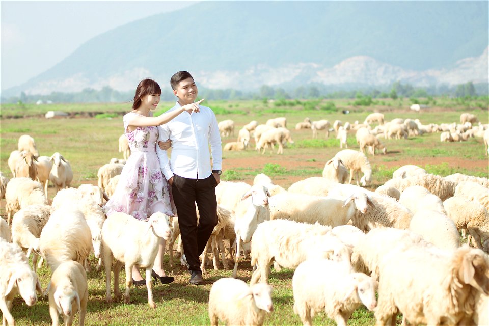 Couple Sheeps