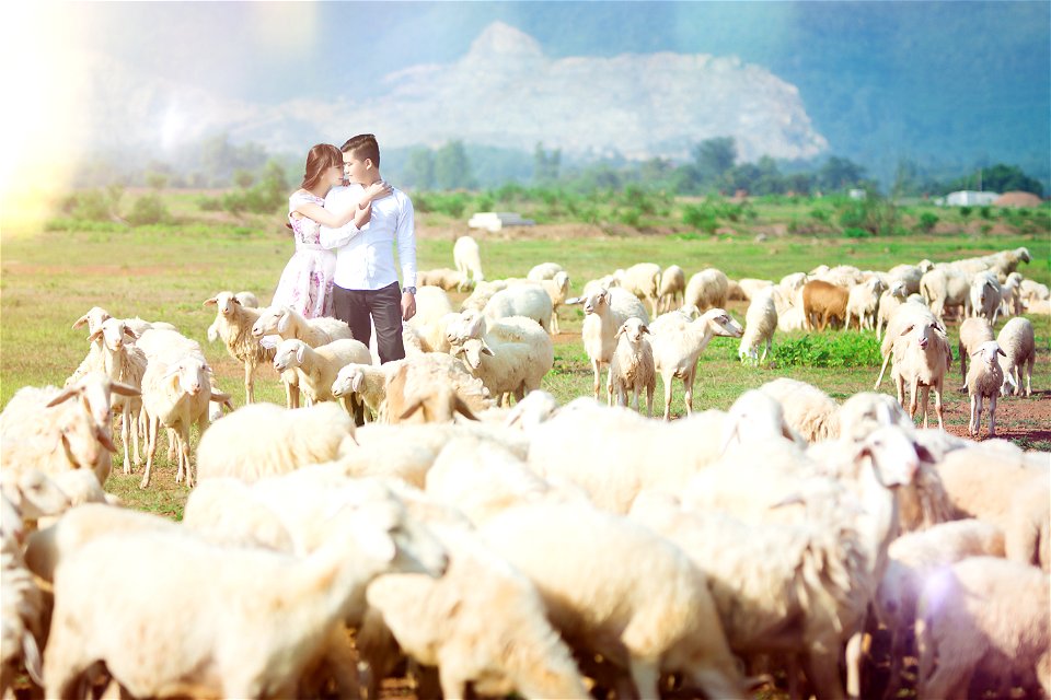 Couple Sheeps