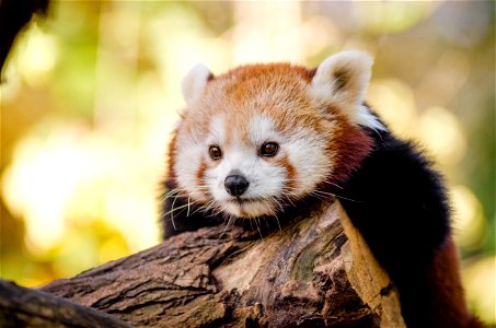 Red Panda photo