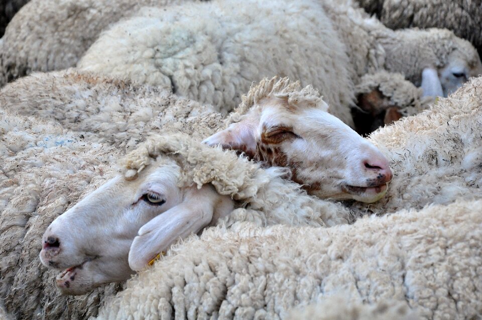 Sheep nature animal