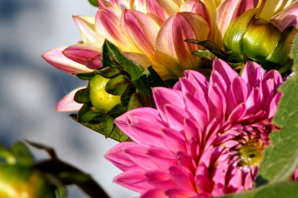 Summer flower nature close up