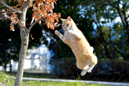 Cat Jumping photo