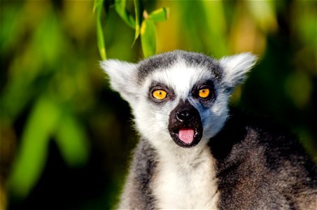 Ring Tailed Lemur photo