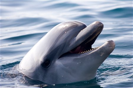 Dolphin Animal photo