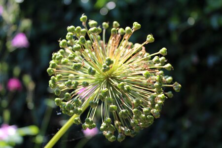 Cottage garden herbaceous border bulb photo