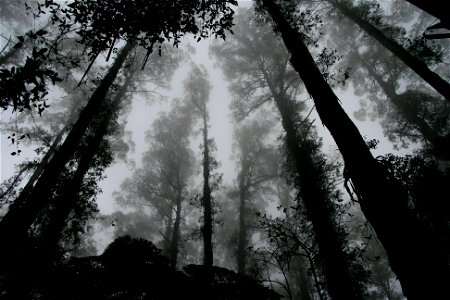 Forest Fog photo
