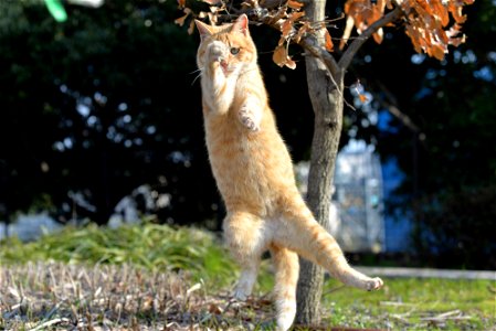 Cat Jumping photo