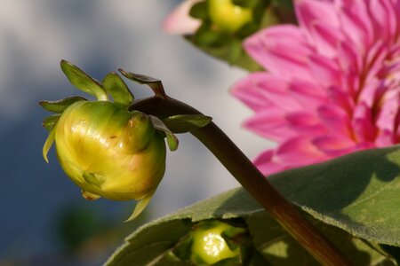 Summer flower nature close up