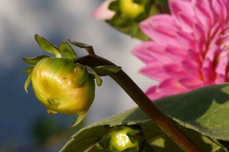 Summer flower nature close up photo