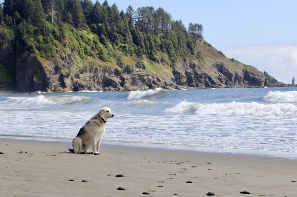 Ocean pet summer