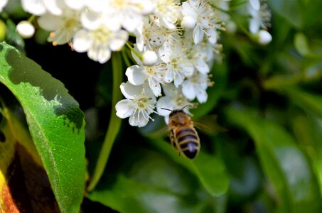 Flower honey close up