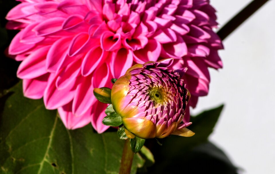 Summer flower nature close up