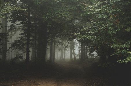 Forest Fog photo