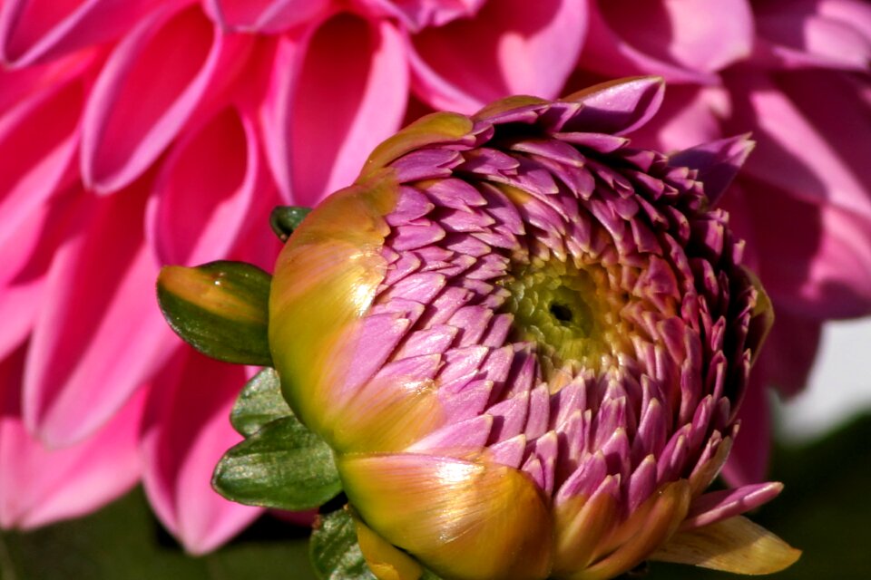 Summer flower nature close up