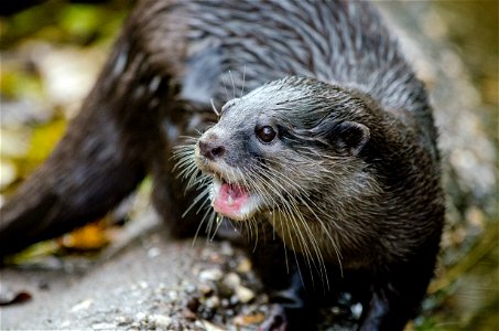 Oriental Small Clawed Otter photo