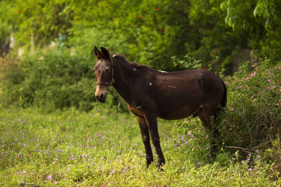 Animals stallion brown