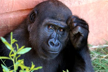 Worried Gorilla photo